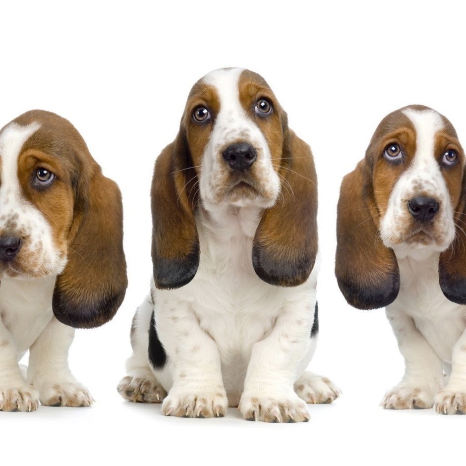 Доберман некупированный