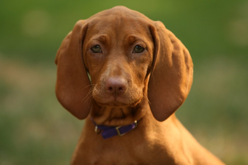 Бигль Пуппи