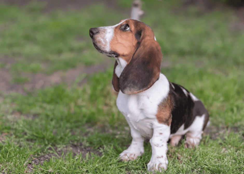 Уши Бассет хаунда