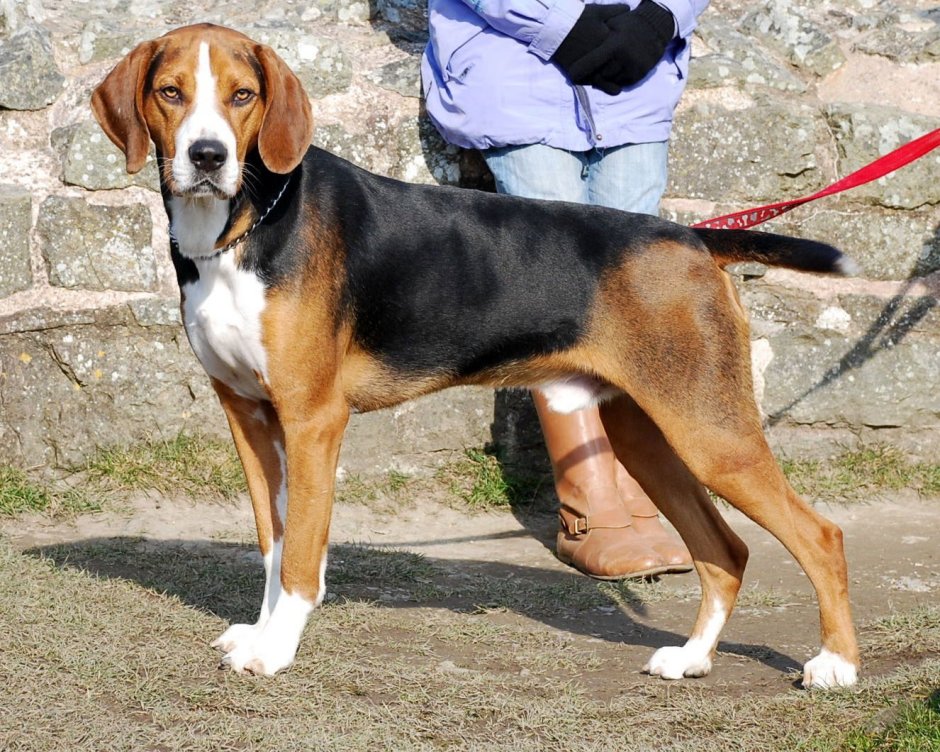 Бладхаунд, Бигль