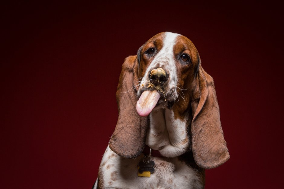 Порода Блэк хаунд