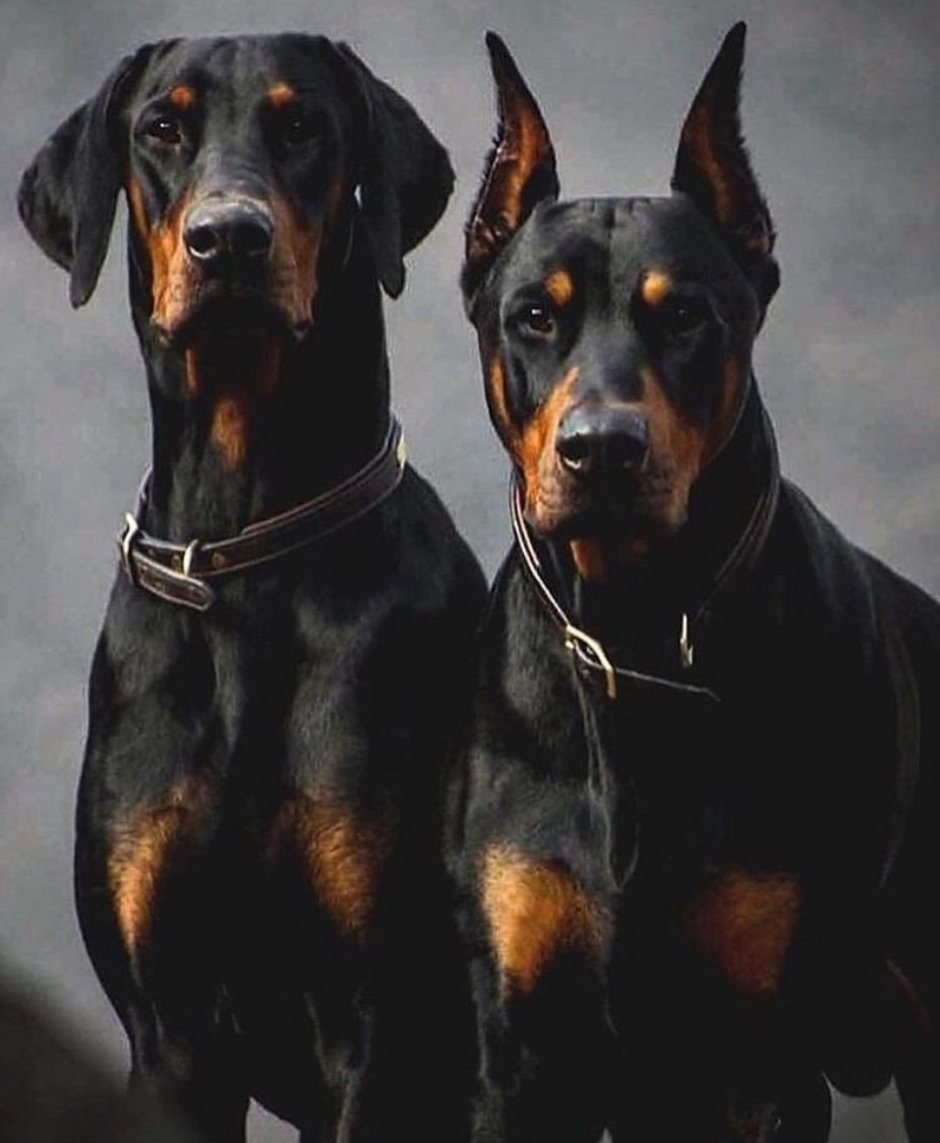 Морда собаки