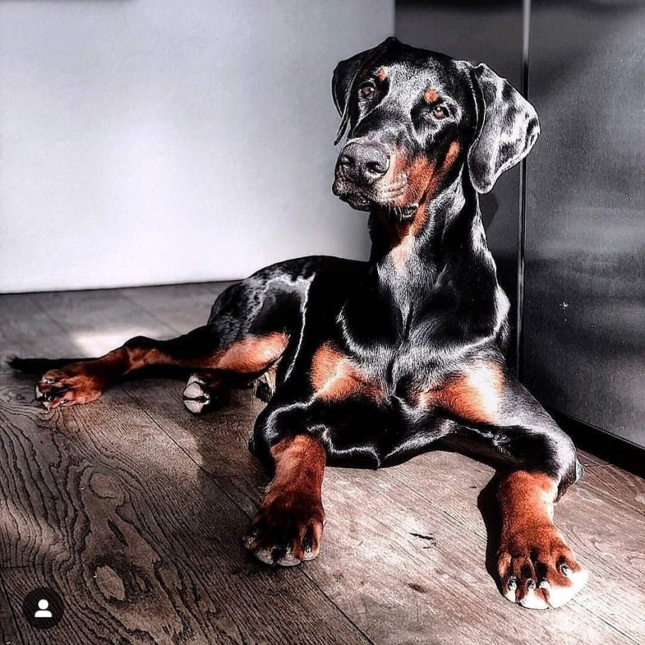 Собака с печальными глазами