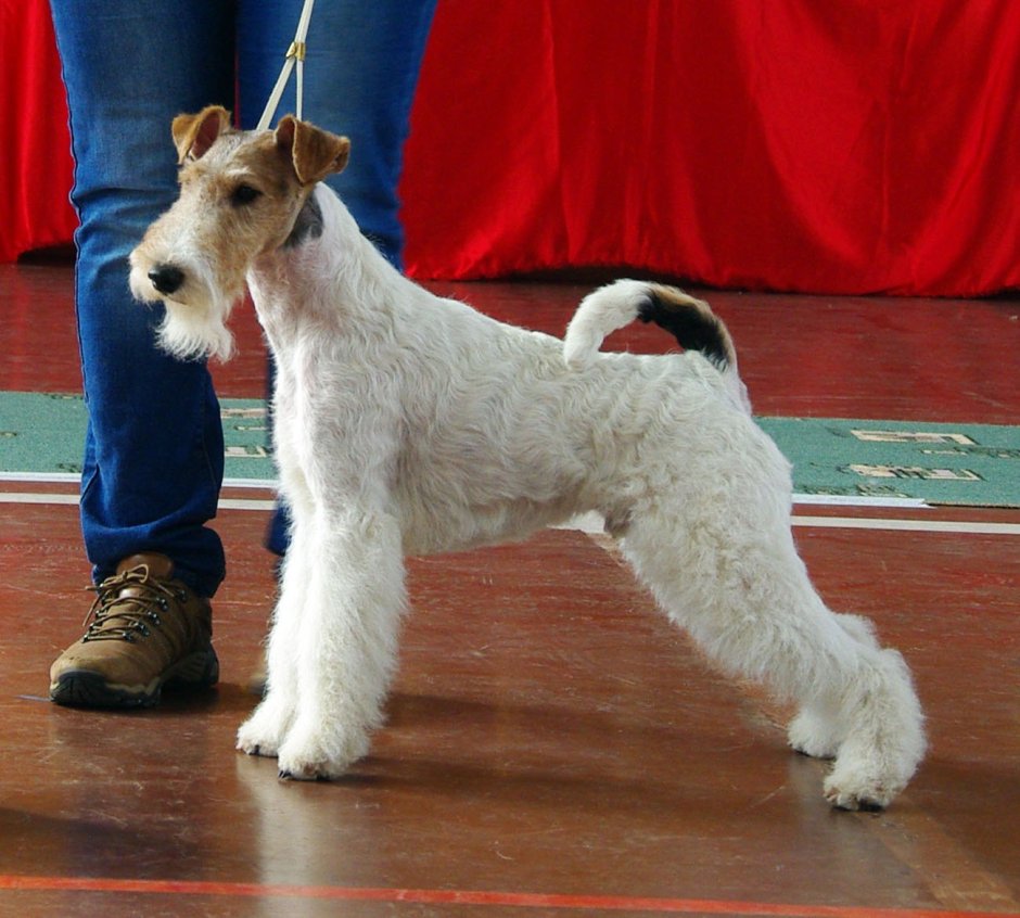 Кроули Королевский корги