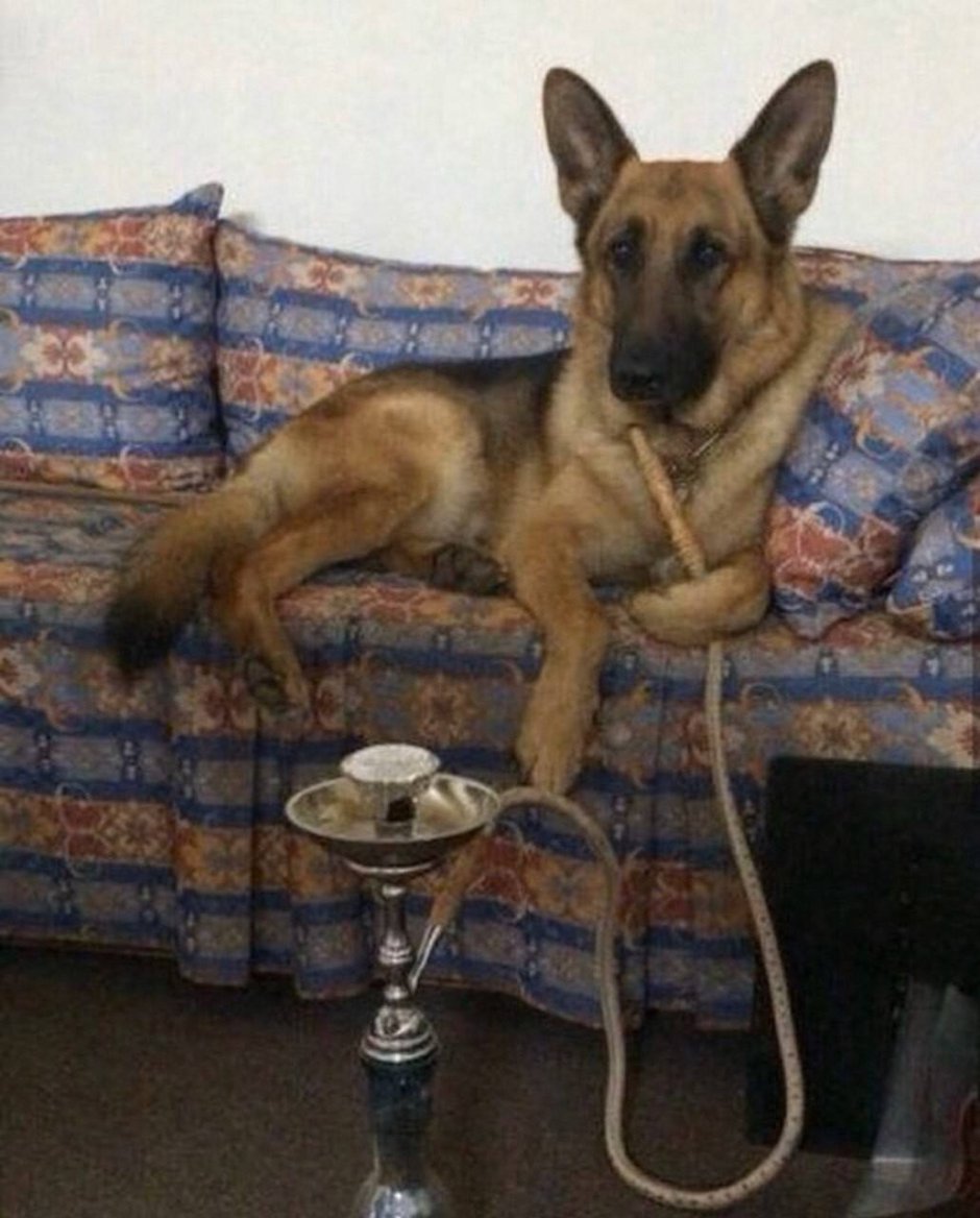 Конокрос собака