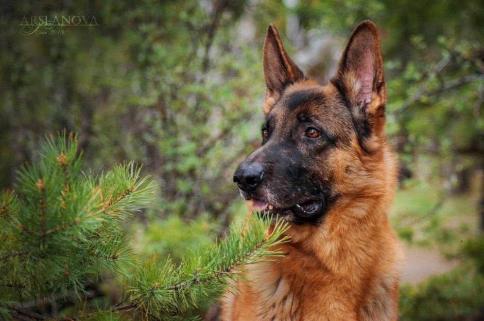 Баварская овчарка Shepherd