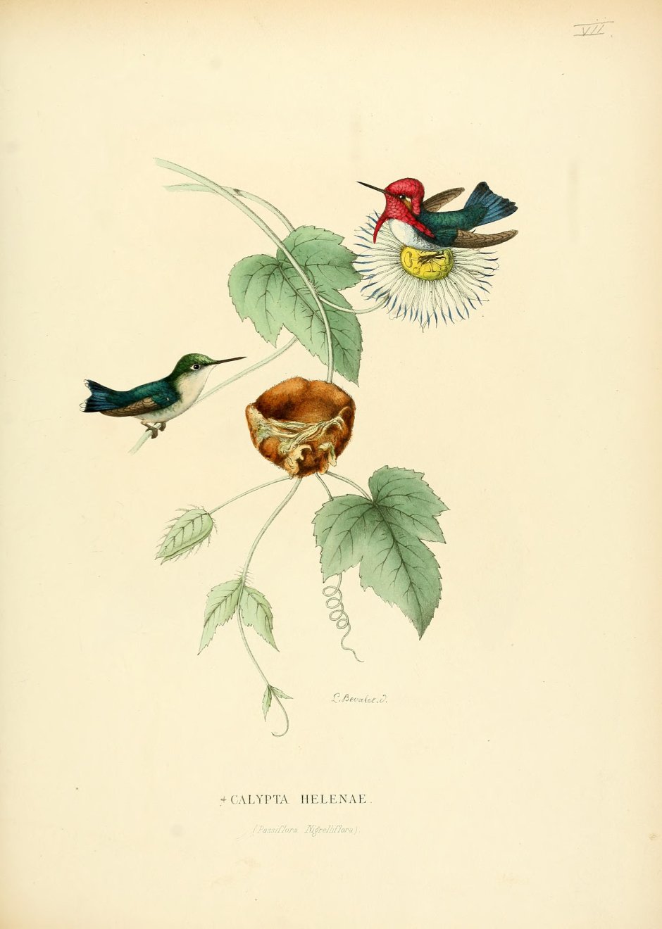 Calypte helenae