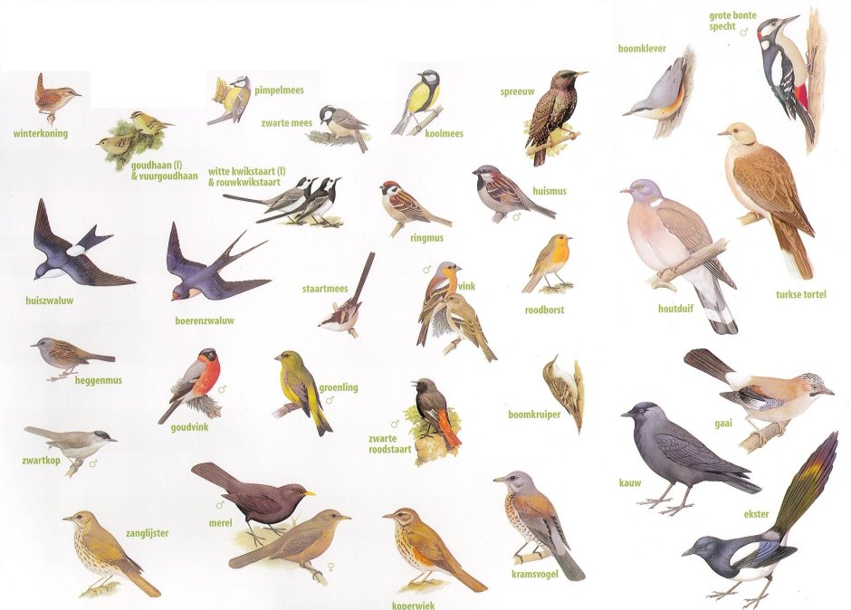 Кто такой Хаги Vogels