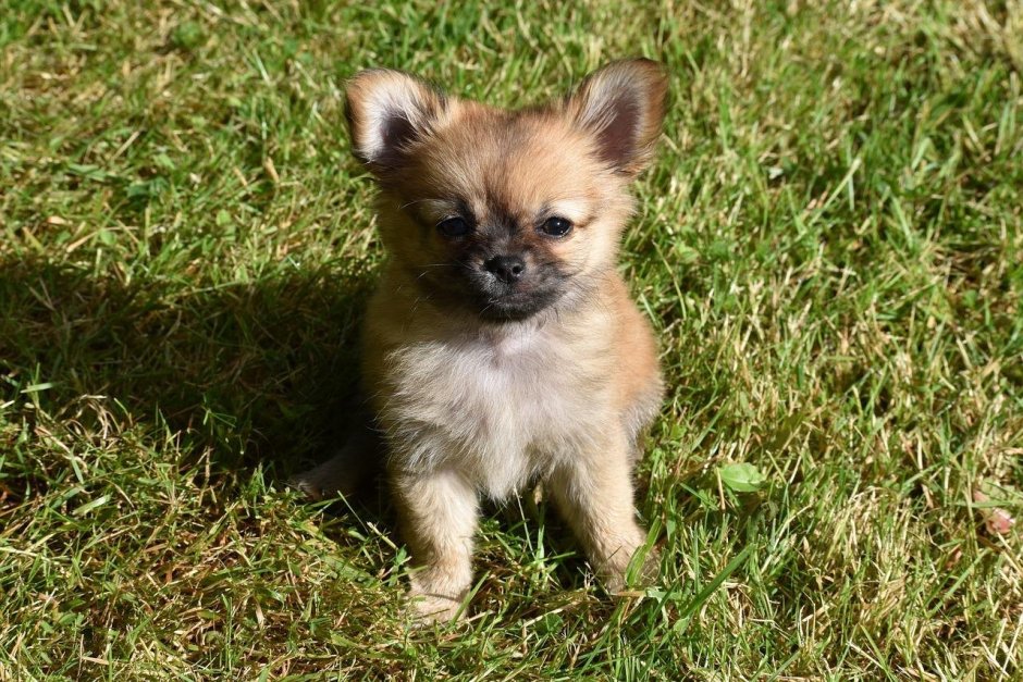 Pomeranian and Spitz Mix