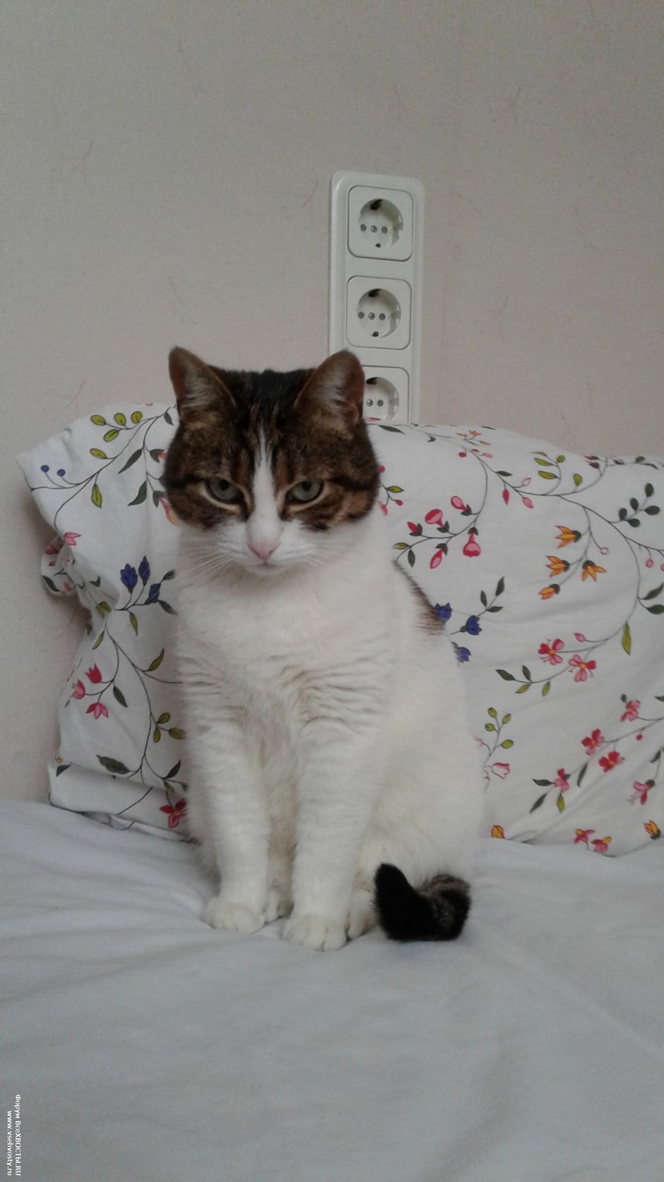 Котенок черно-белый