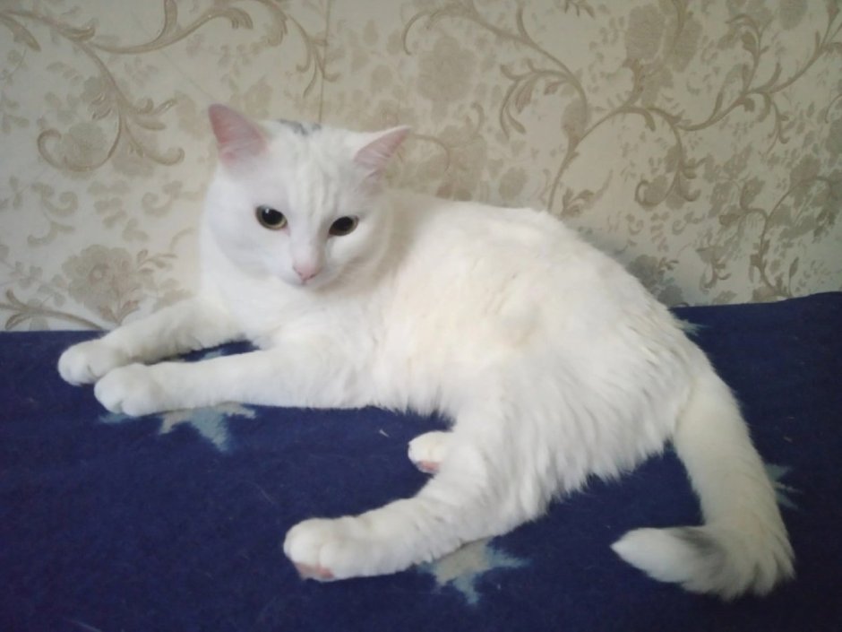 Белый кот с серыми пятнами
