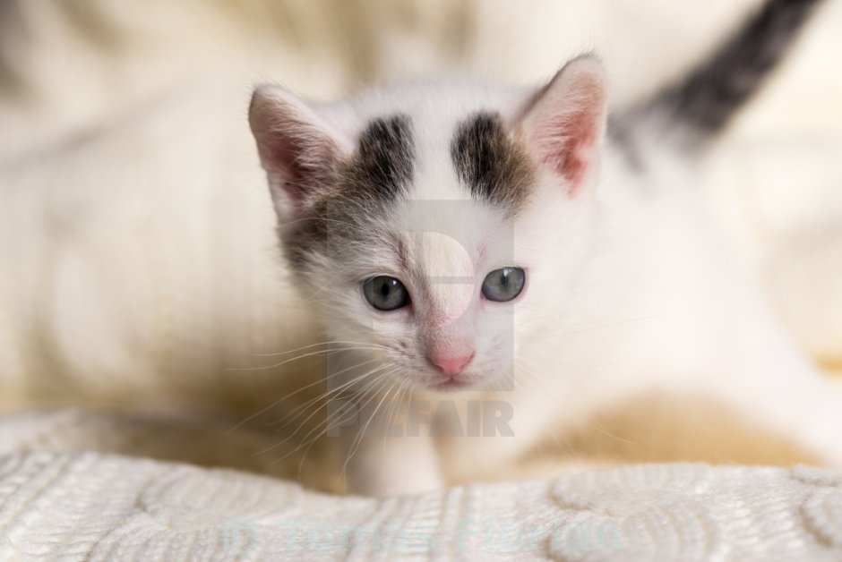 Котенок белый с пятнышками
