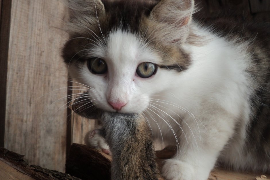 Серо белая кошка