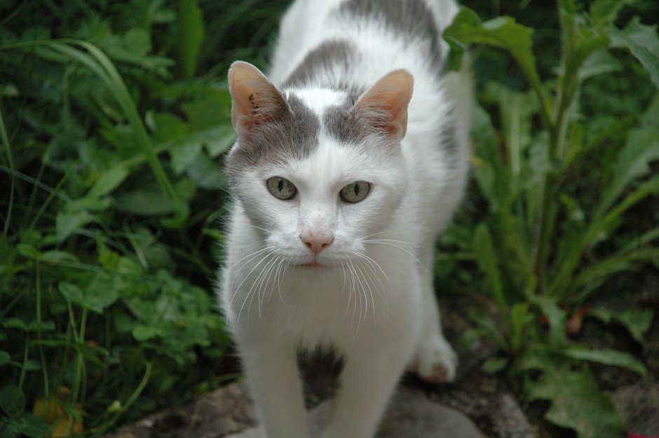 Турецкая ангора котята серые