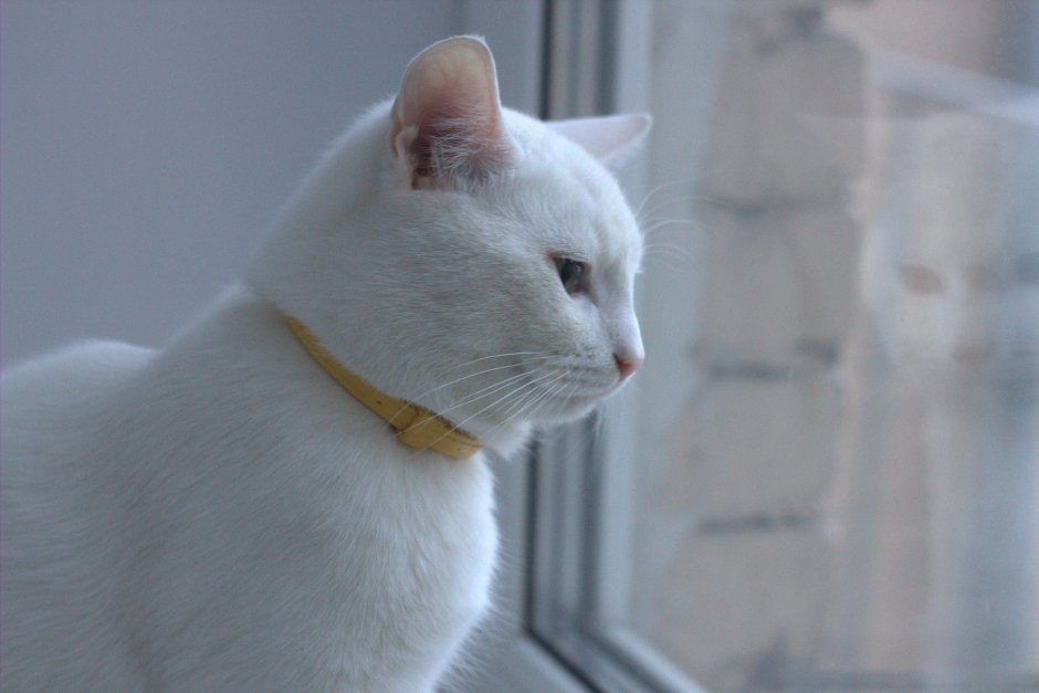 Кот белый с серой спинкой