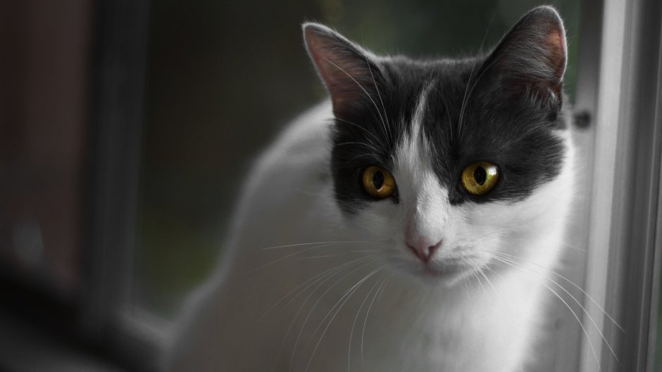 Серо-белый котёнок