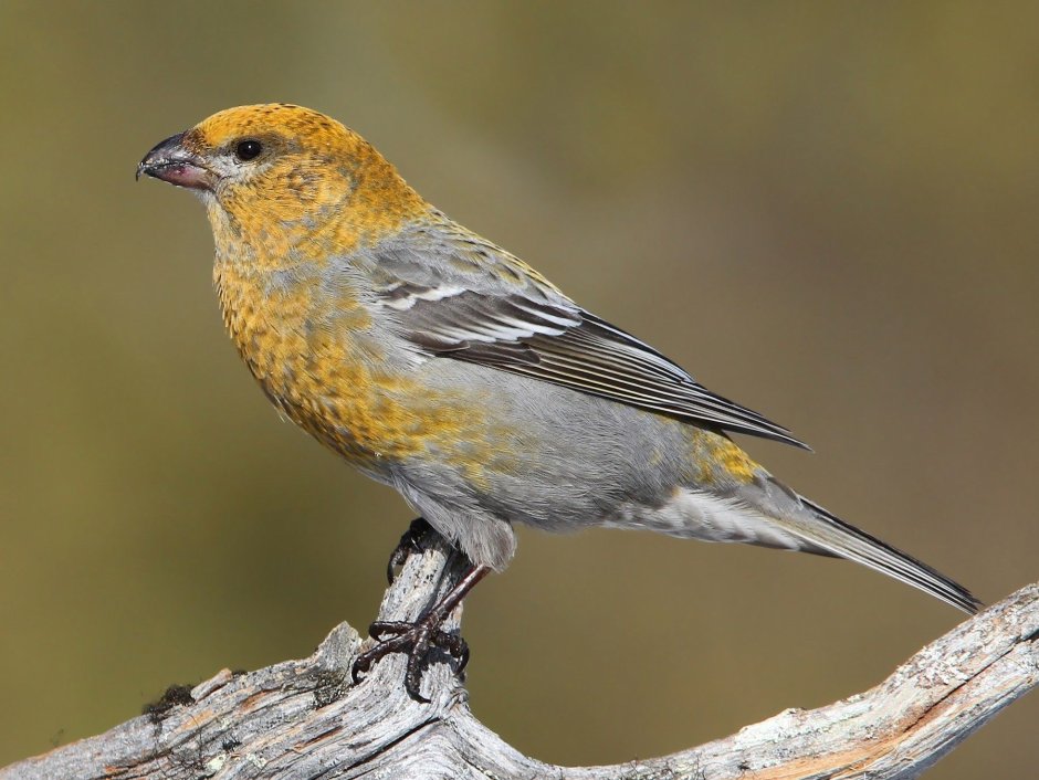 Pine Grosbeak