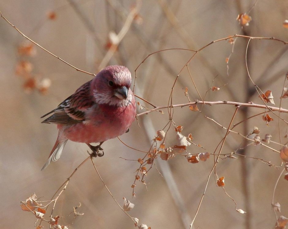 Pallas's Rosefinch