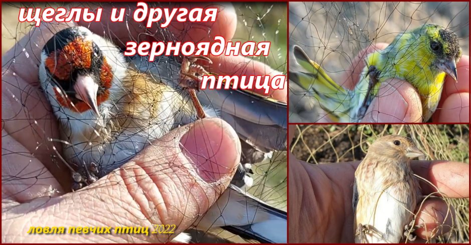 Овсянка Чиж Зяблик
