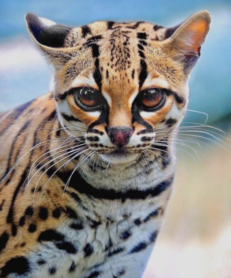Корсиканский дикий кот
