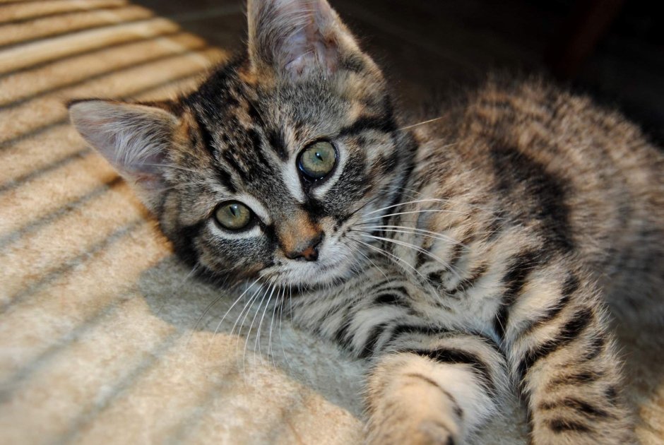 Андская Горная кошка