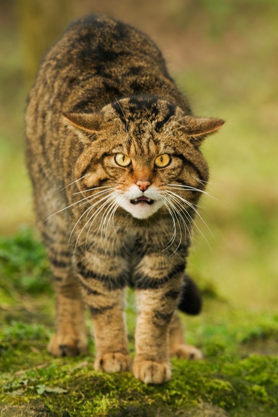 Felis Silvestris
