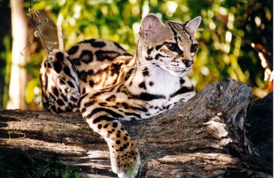 Европейский Лесной кот камышовый