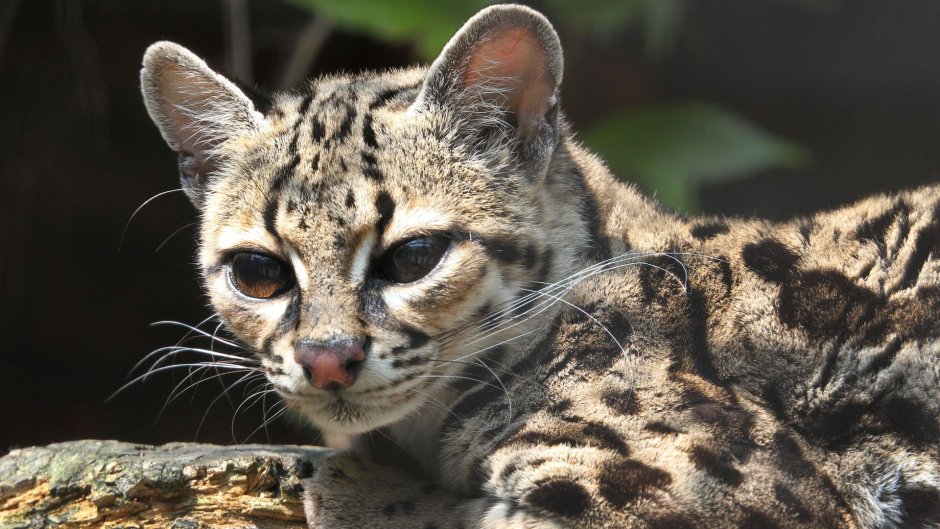 Степная кошка (Felis Libyca)