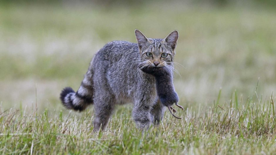 Ливийская Буланая кошка