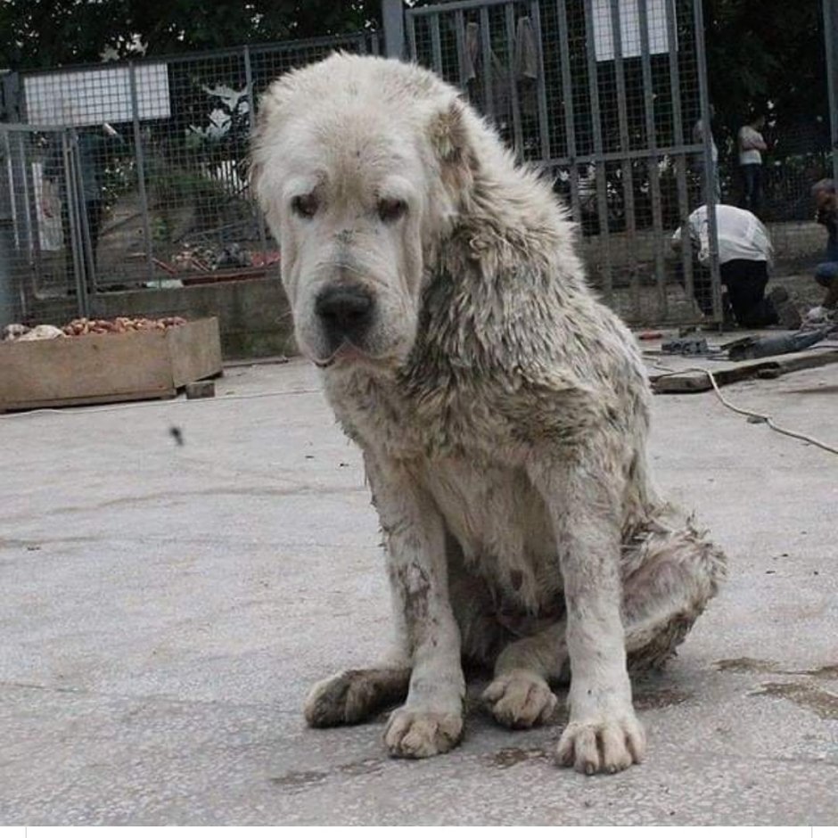 Жестокость детей к животным
