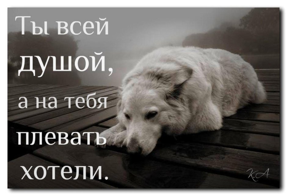 Бездомные животные и человек