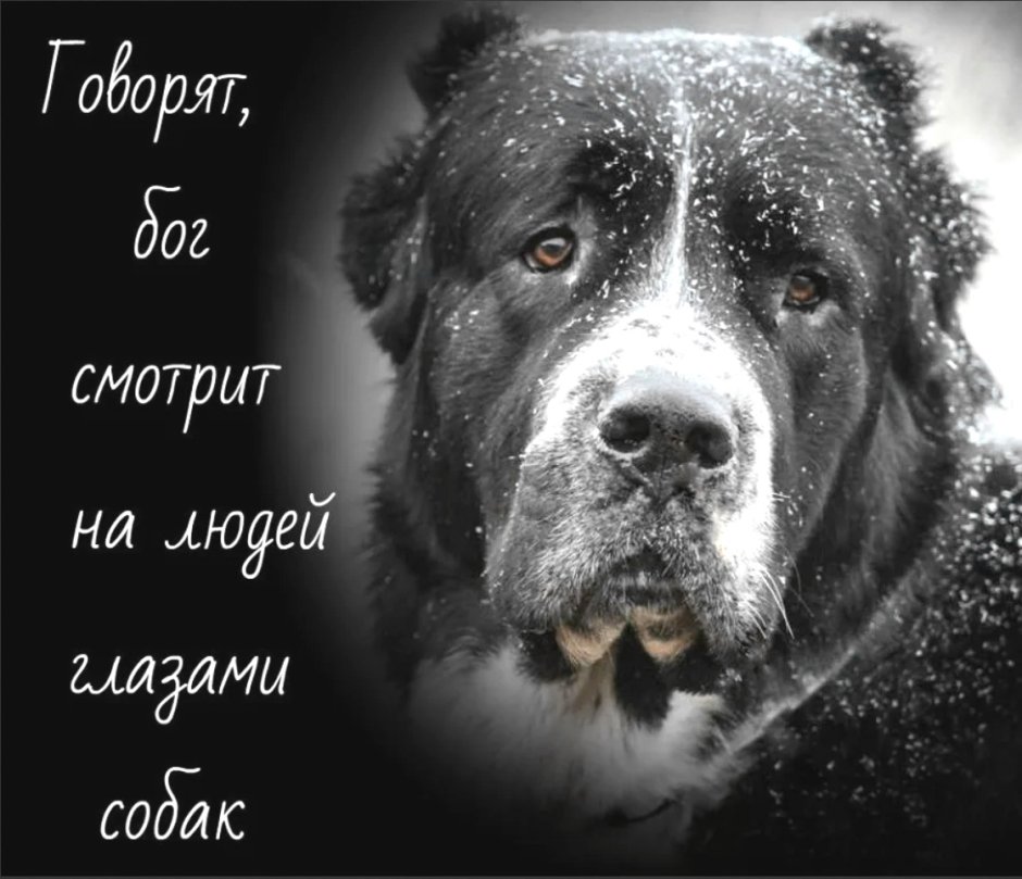 Рыжая дворняга Асадов