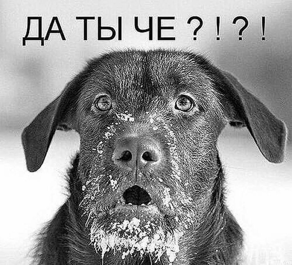 Бог смотрит на людей глазами собак