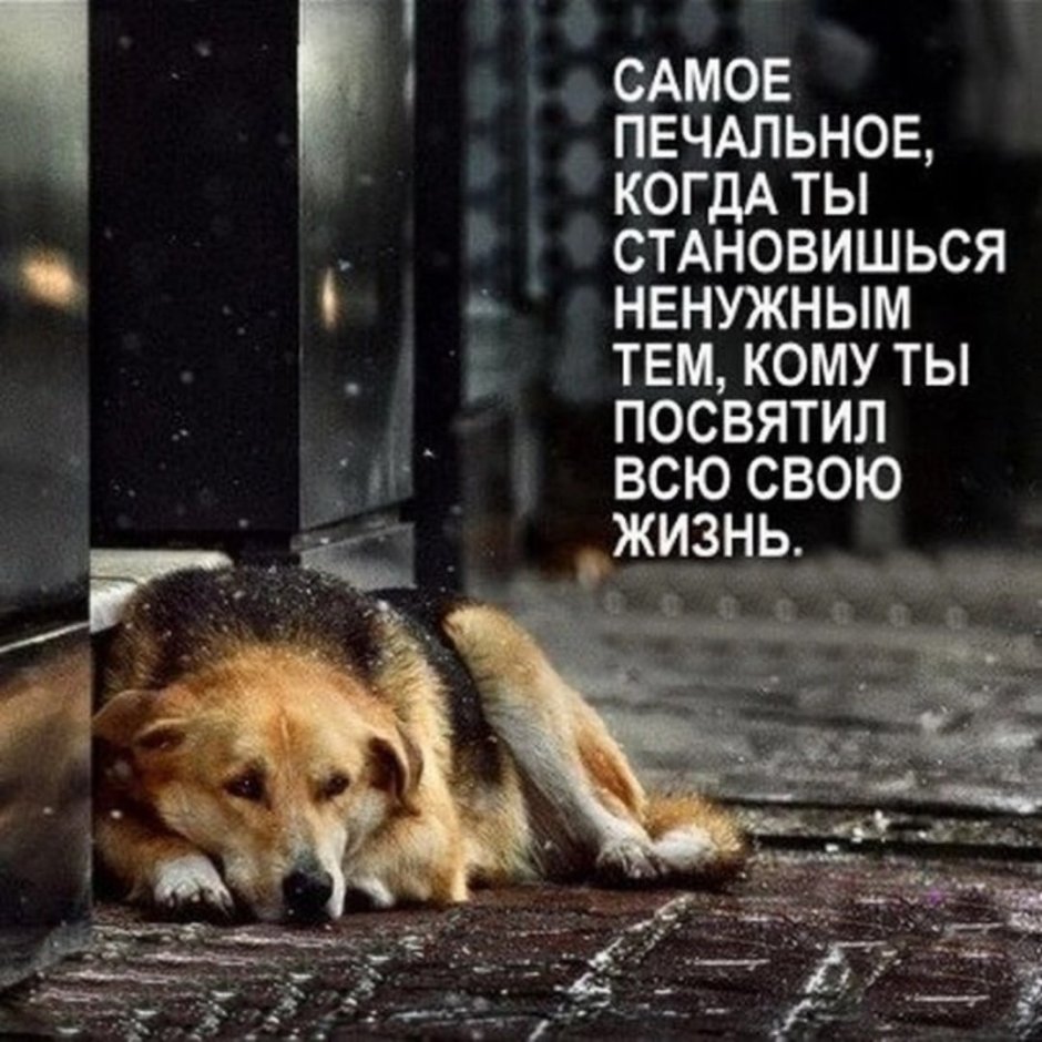 Фразы про бездомных животных