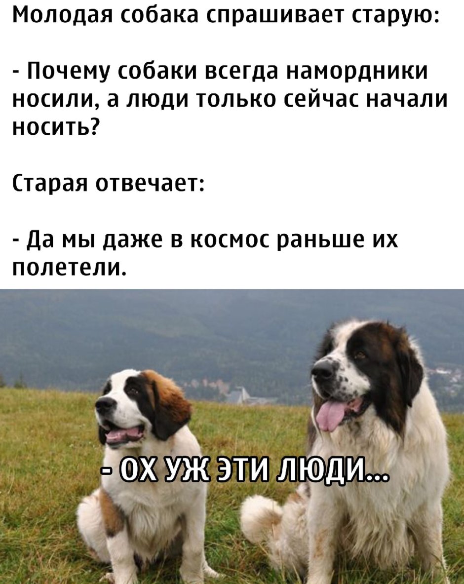 Бездомный пес