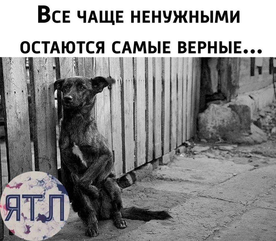 Рыжий Бездомный пес