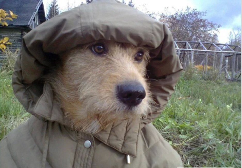 Брошенная собака