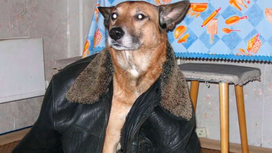 Собака с грустными глазами