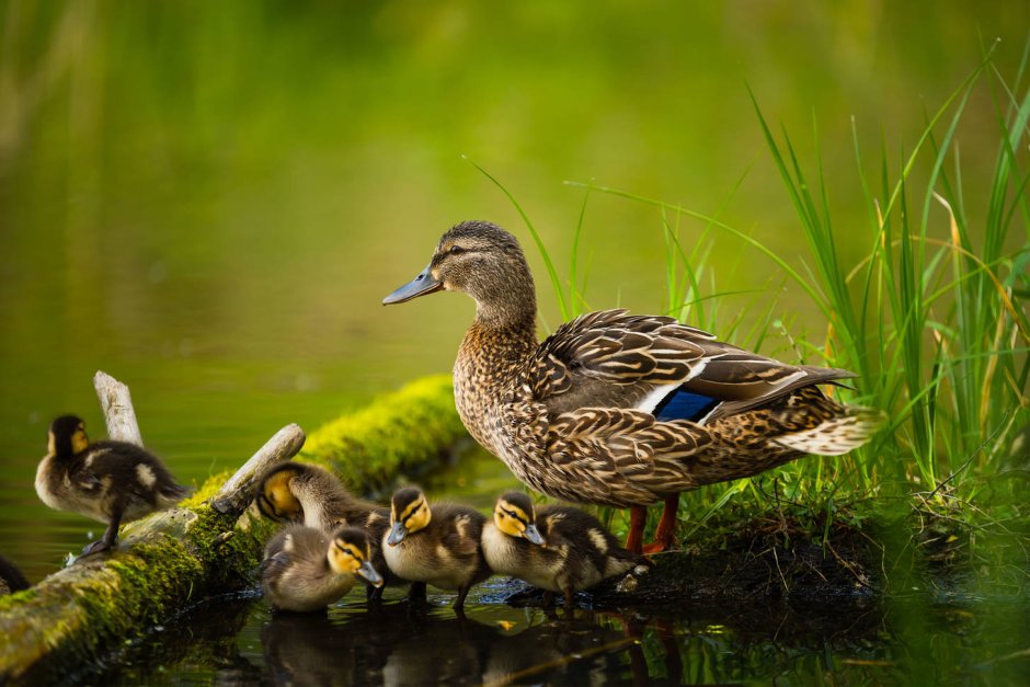 Duck out