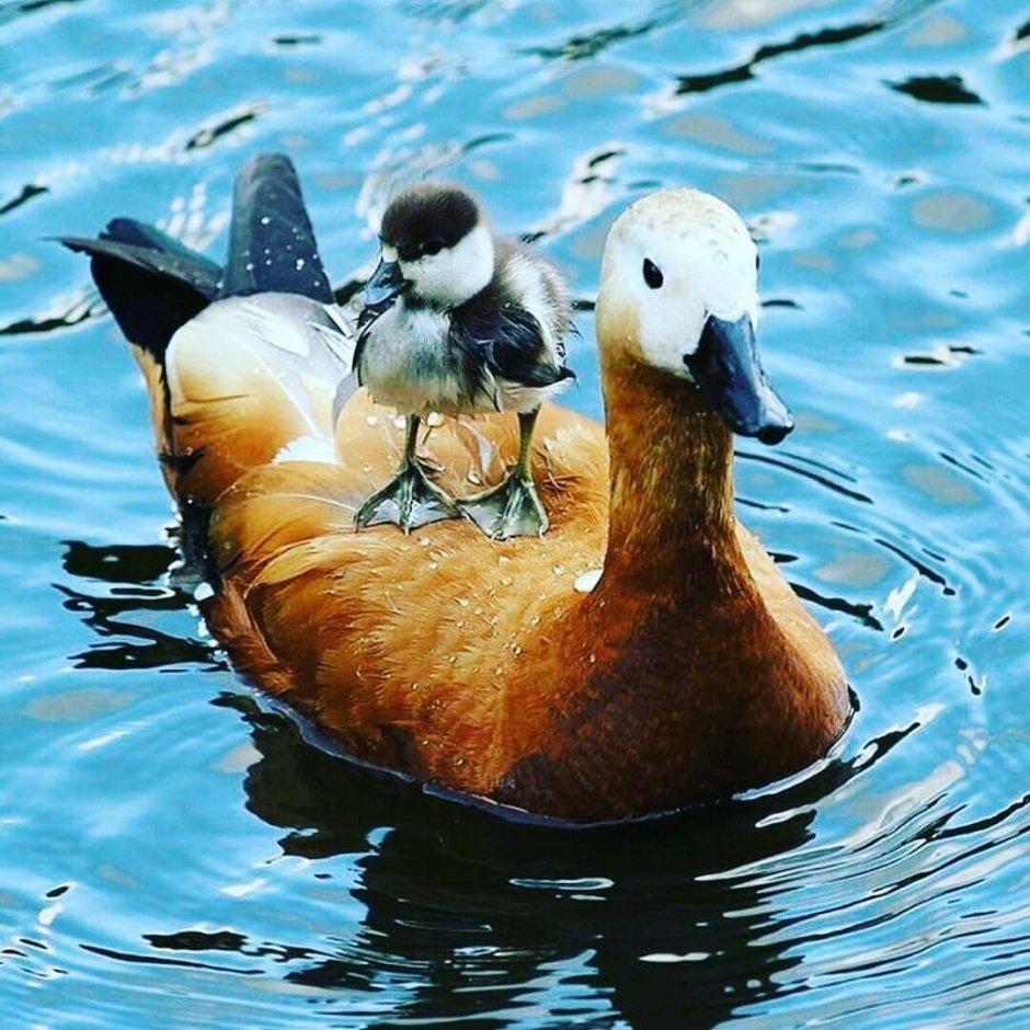 Огарь птица