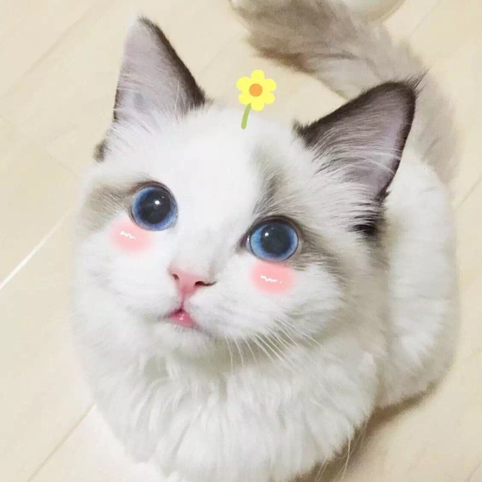 Котик с розовыми щечками
