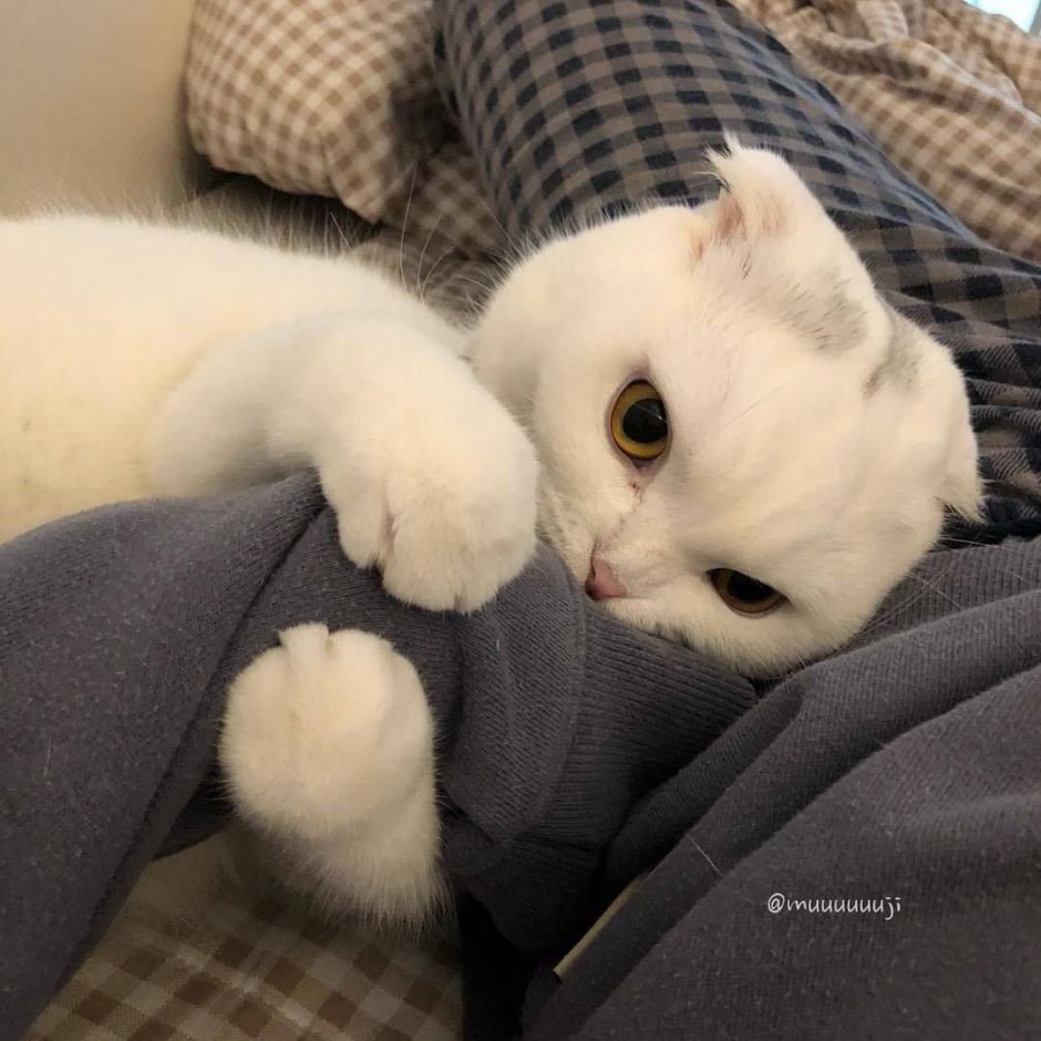 Кот стесняется