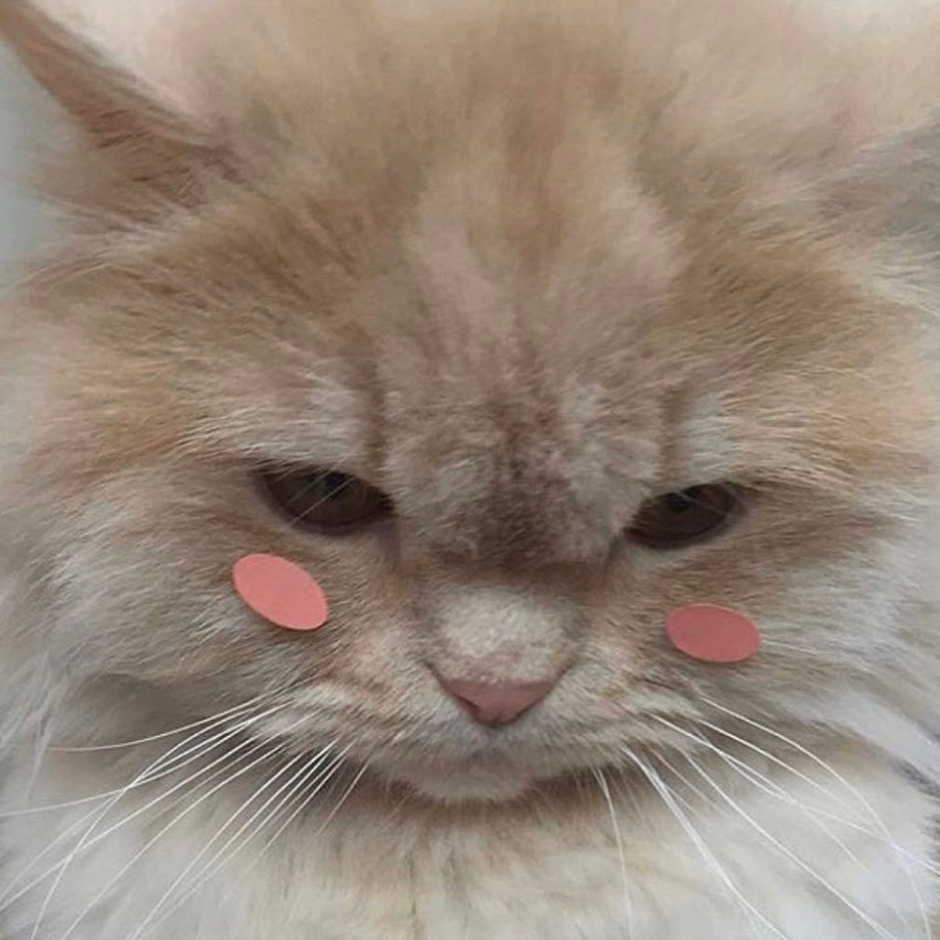 Смущение кот