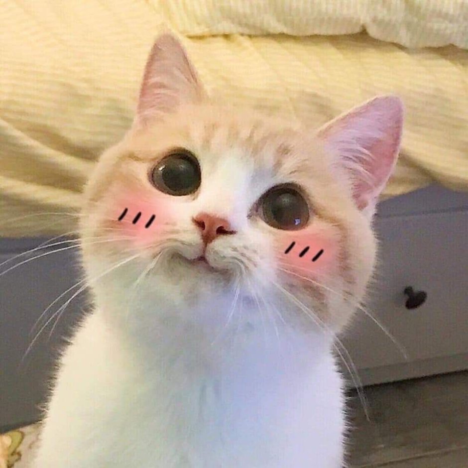 Милые котики с румянцем