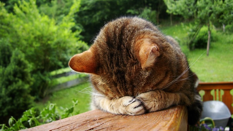 Котик в шапке Эстетика