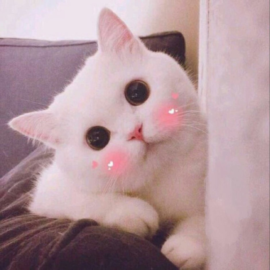 Смешные пикчи с котиками