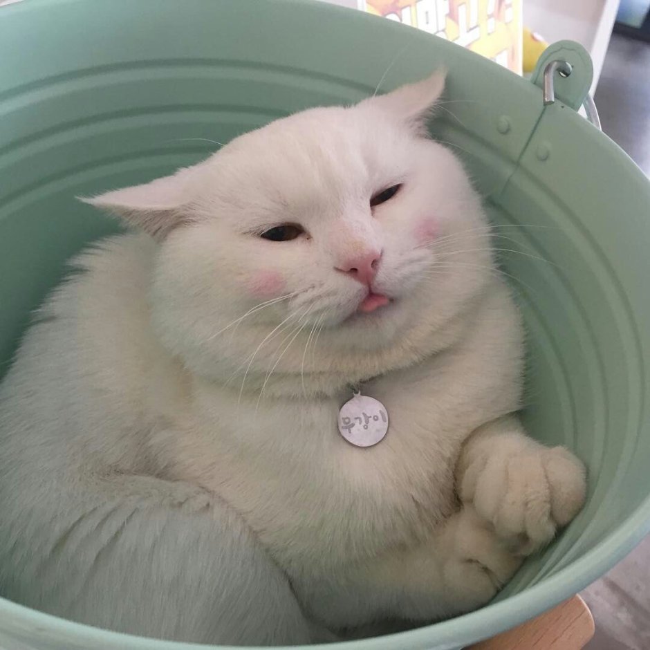 Милые котики с сердечками