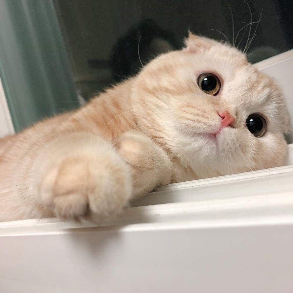 Милые пикчи с котиками