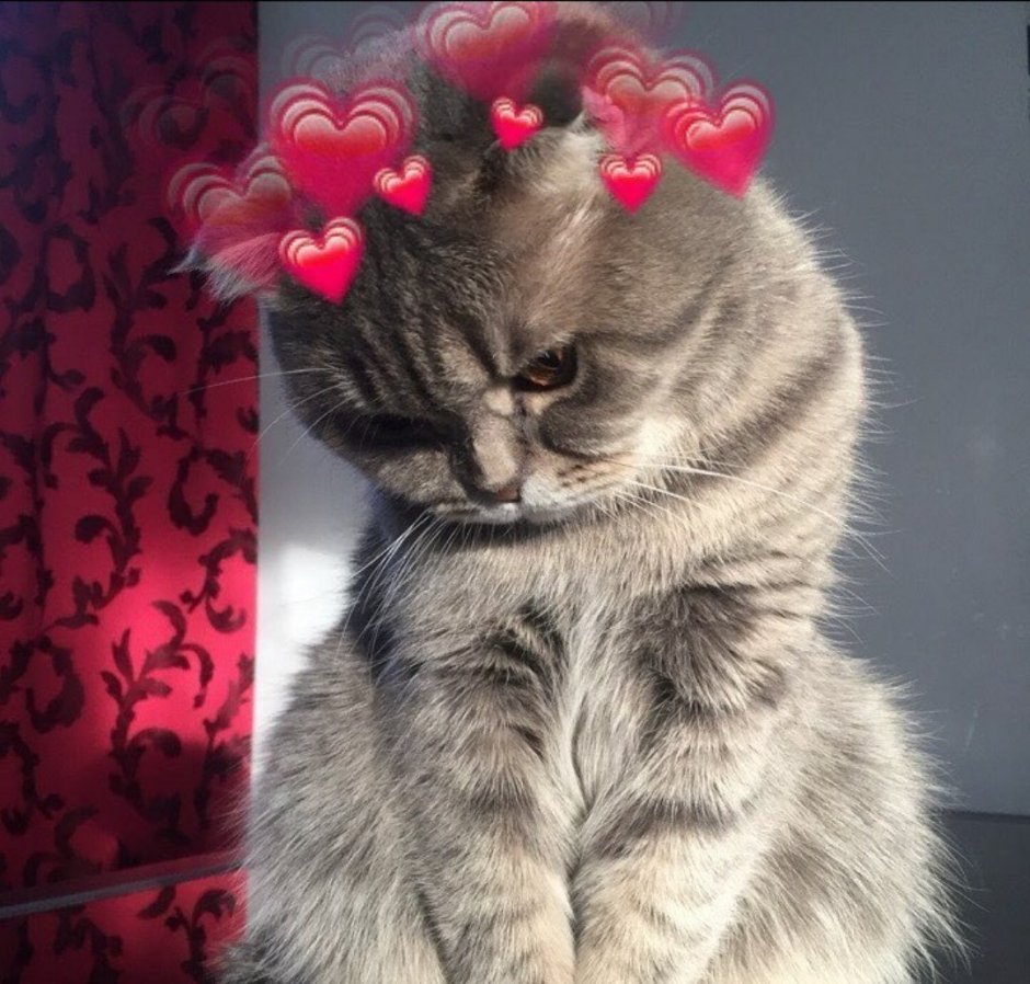 Аниме мордашка котика