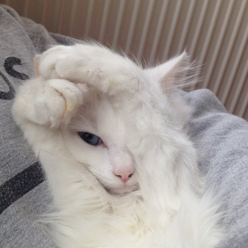 Кот с розовыми щеками